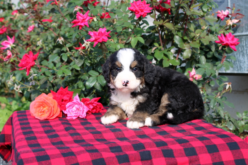 puppy, for, sale, Morkie, Matthew B. Stoltzfus, dog, breeder, Gap, PA, dog-breeder, puppy-for-sale, forsale, nearby, find, puppyfind, locator, puppylocator, aca